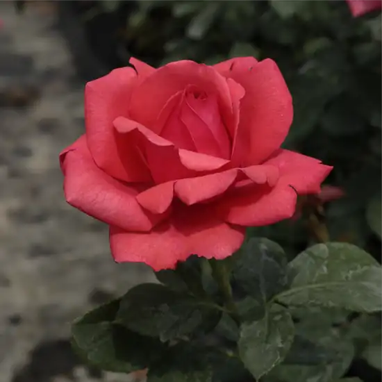 Rosa Amica™ - roșu - trandafir teahibrid